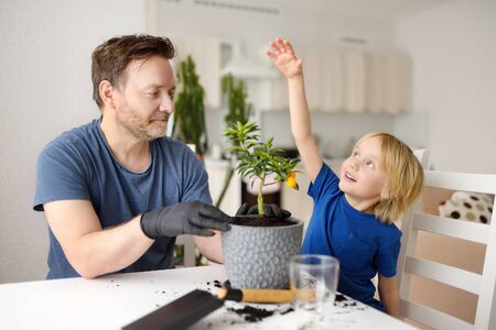 Man and little boy transplanting houseplant calamondin into new big flowerpot. Fortunella. Home...