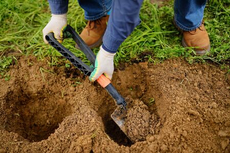 Man diging holes a shovel for planting juniper plants in the yard. Seasonal works in the garden....