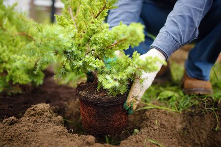 Man planting juniper plants in the yard. Seasonal works in the garden. Landscape design. Ornamental shrub juniper.の写真素材