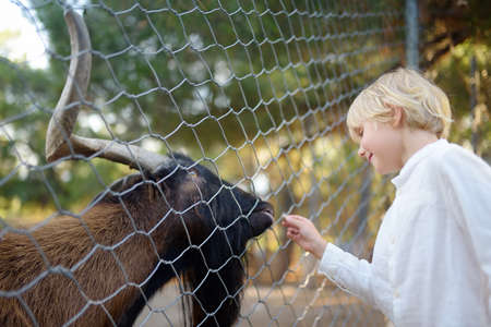 Little boy feeding goat. Child at outdoors petting zoo. Kid having fun in farm with animals. Children and animals. Fun for family with kids on summer school holidays.の写真素材
