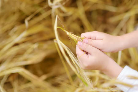 Preschooler boy holding ears of wheat. Close-up of baby hands. Kid exploring nature. Summer activity for inquisitive child.の写真素材