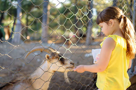 Little girl feeding goat. Child at outdoors petting zoo. Kid having fun in farm with animals. Children and animals. Fun for family with kids on summer school holidays.の写真素材