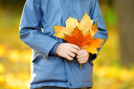Little boy with maple leaves in autumn park. Preschooler child during stroll in fall forest. Baby...