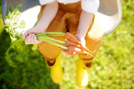 Little boy having fun in wheelbarrow in domestic garden on warm sunny day. Child hold bunch of fresh carrots. View from above. Active outdoors games for kids in the backyard during harvestの写真素材