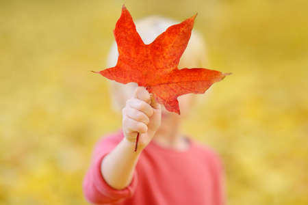 Little boy having fun during stroll in forest at sunny autumn day. Child covers her face with red maple leaf. Hiking with little kids. Autumn outdoor activity for family with kids.の写真素材
