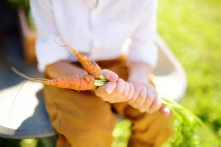 Little boy having fun in wheelbarrow in domestic garden on warm sunny day. Child hold bunch of fresh carrots. Active outdoors games for kids in the backyard during harvest timeの写真素材