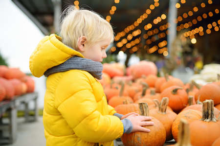 Little boy choose right pumpkin on a farm at autumn. Preschooler child hold a orange decorative pumpkin. Pumpkins is traditional vegetable used during American holidays - Halloween and Thanksgiving Day.の写真素材