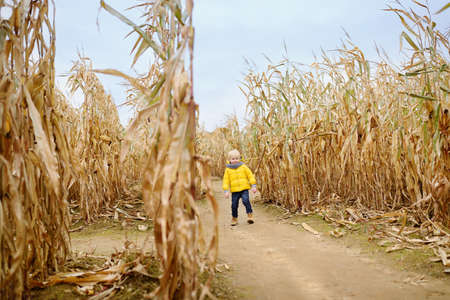 Preschooler child walking among the dried corn stalks in a corn maze. Traditional fall amusement on pumpkin fair. Quality family time for families with kidsの写真素材