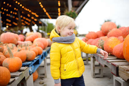 Little boy choose right pumpkin on a farm at autumn. Preschooler child look at orange decorative pumpkin. Pumpkins is traditional vegetable used during American holidays - Halloween and Thanksgiving Day.の写真素材