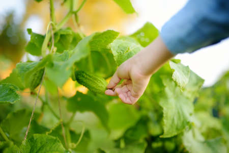 Little child picking a freshly organic cucumber during harvesting of vegetables in home garden. Healthy homegrown vegetarian food for kids. Summer vacation in country.の写真素材