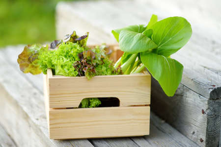 Crate with harvest of fresh organic homegrown salad stand on wooden porch. Healthy vegetarian food. Local business. Harvesting.の写真素材