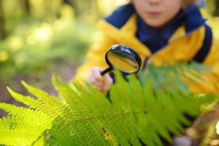 Preschooler boy is exploring nature with magnifying glass. Little child is looking on leaf of fern with magnifier. Summer vacation for inquisitive kids in forest. Hiking. Boy-scoutの写真素材