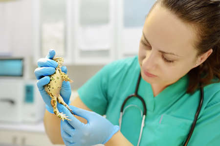 Veterinarian examines a toad in a veterinary clinic. Exotic animals. Health of pet. Animal care. Pet checkup, tests and vaccination.の写真素材