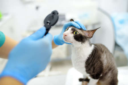 Veterinarian doctor checks eyesight of a cat of the breed Cornish Rex in a veterinary clinic. Health...