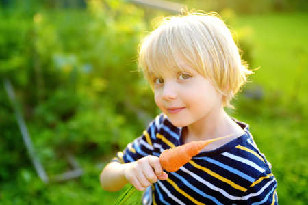 Happy little boy helps family to harvest of organic homegrown vegetables at backyard of farm. Child holding bunch of fresh carrot and having fun. Healthy vegetarian food. Local business. Harvesting.の写真素材