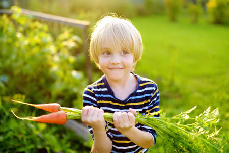 Happy little boy helps family to harvest of organic homegrown vegetables at backyard of farm. Child holding bunch of fresh carrot and having fun. Healthy vegetarian food. Local business. Harvesting.の写真素材