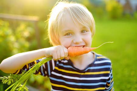 Happy little boy helps family to harvest of organic homegrown vegetables at backyard of farm. Child eating a fresh carrot and having fun. Healthy vegetarian food. Local business. Harvesting.の写真素材