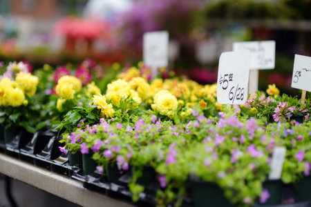 Plants in garden center or street market. Sale of varietal seedlings of flowers in pots. Sprouts of dahlias. Season of planting flowers. Variety.の写真素材