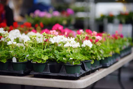 Plants in garden center or street market. Sale of varietal seedlings of flowers in pots. Sprouts of...