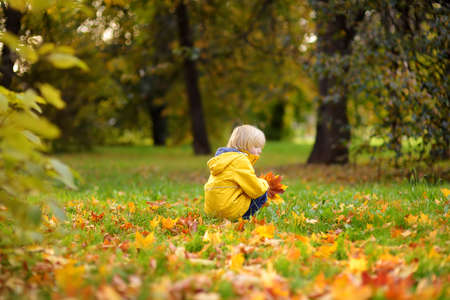 Little boy having fun during stroll in the forest at sunny autumn day. Child playing maple leaves. Active family time on nature. Hiking with little kids. Leaves rustle.の写真素材