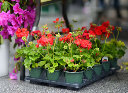 Plants in garden center or street market. Sale of varietal seedlings of flowers in pots. Sprouts of geranium. Red, pink and white pelargonium. Season of planting flowers. Variety.の写真素材