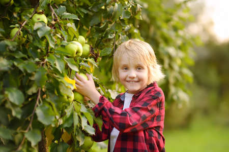 Little boy picking apples in orchard. Child stands near tree and reaching for an apple. Harvesting...