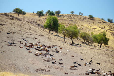 Goats on a pasture of Cyprus. Dairy farming. Bio organic healthy food production. Growing livestock is a traditional direction of farming. animal farm. Husbandry.の写真素材