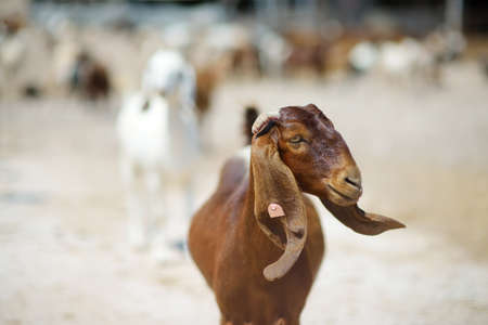 Goats on a farm in Cyprus. Dairy farming. Bio organic healthy food production. Growing livestock is a traditional direction of farming. animal husbandryの写真素材