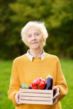 Senior woman farmer holding freshly picked organic vegetables. Healthy vegetarian food. harvesting. Small local businessesの写真素材