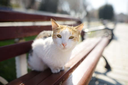 Wild cat peach and white color in Istanbul, Turkey. Cats are one of the attractions of Istanbul....