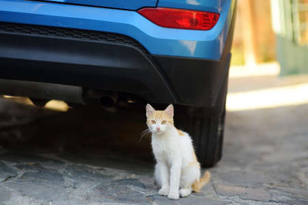 Wild cat on the streets of the medieval Phicardou (Fikardou) village, Cyprus. This beautiful village declared Ancient Monument. Cats are one of the attractions of Cyprus. homeless animals.の写真素材