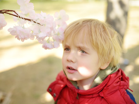 Cute little boy looking a branch of a blossoming apple tree during traditional outdoors celebration of Easter. Urban spring holiday festival.の写真素材
