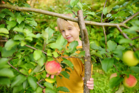 Little boy picking fresh organic homegrown apples from tree in orchard. Harvesting in home garden. Child spending their summer holidays in the countryside.の写真素材