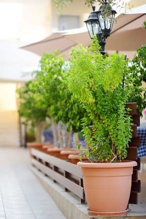 Empty stylish outdoor cafe. Stylish restaurant. Catering.の写真素材