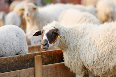 Sheeps with a tags on ears in corral on the farm. Wool production. Bio organic healthy food...