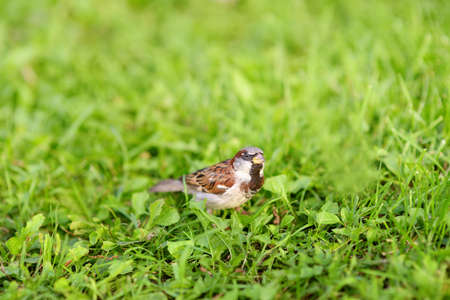 Sparrow on the grass meadow. Birds on wildlife. Watching for birds.の写真素材