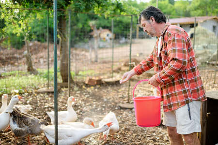 Mature age farmer feeding geese from bio organic food in the farm chicken coop. Floor cage free birds is a trend of modern poultry farming. Small local businesses.の写真素材