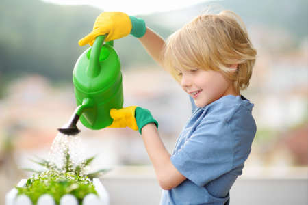 Cute boy is watering self-grown microgreens plants in a box on the balcony on sunny summer day. Kitchen garden on your balcony.の写真素材