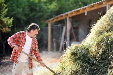 Handsome mature farmer turns the hay with apitchfork on the backyard of farm. Growing livestock is a traditional direction of agriculture. animal husbandryの写真素材