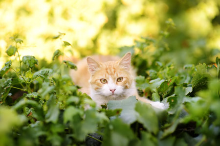 Wild cats on the streets of the medieval Phicardou (Fikardou) village, Cyprus. This beautiful...