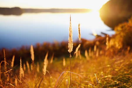Dry grass on the shore of a quiet lake or river at golden hour. Beautiful details of nature at...