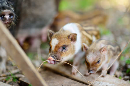 Small piglets breed of lop-bellied are in pigsty of local farm. Growing livestock is a traditional direction of agriculture. animal husbandry. Small local businesses.の写真素材