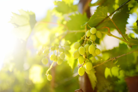 Vineyard on a sunny summer day. A bunch of green grapes. Harvesting ripe grapes in autumn....
