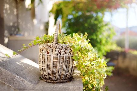Urban landscape design on the street of small mediterranean town. Decorative ivy plants in basket on wall in yard of house in Dubrovnik, Croatia. urban landscaping.の写真素材