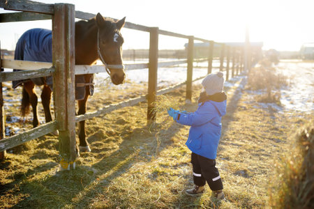 A child is having fun on a farm with animals on winter day. A little boy is stroking a donkey. kids and animals. Entertainment for children on school holidays. pets in the zooの写真素材