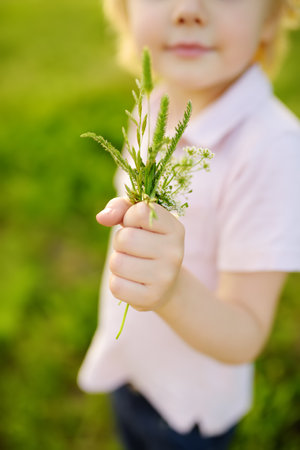 Cute blond boy playing with wild flowers in sunny spring or summer park. Preschooler kid collects a bouquet for his mom. Little child explore nature. Mothers dayの写真素材