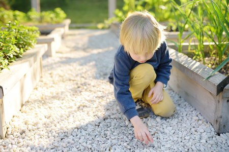 Child playing with pebbles and explores them. Little boy study of various natural materials. Kids explore nature. Alternative education. The Montessori educational system.の写真素材
