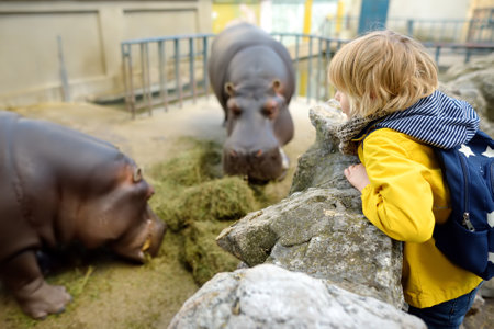 Little boy watching for feeding of african hippopotamus in outdoor zoo. Child having fun. Children and animals. Entertainment for family with kids on school holidays.の写真素材