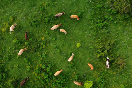 Aerial drone view of free grazing cows on a natural pastureland in a Europe. Dairy farm. Growing livestock. Cattle breeding.の写真素材