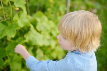 Little child is in kitchen garden. Raised garden beds with plants in vegetable community garden. Boy is watching veggies plants. Lessons of gardening for kids. Baby helps grandparents with gardeningの写真素材